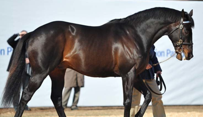 shareef dancer, the second most expensive horse ever sold