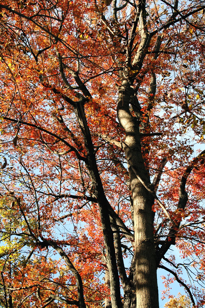 Yates Cider Mill in Rochester Hills, MI