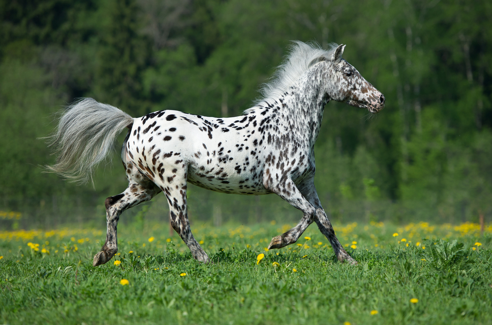 Appaloosa horse price, how much is an Appaloosa horse?