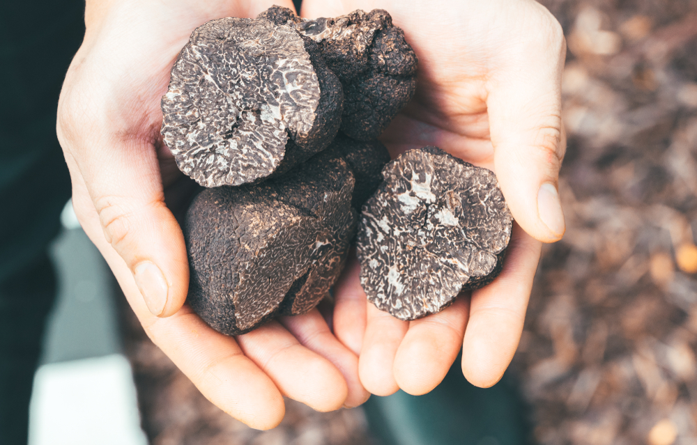 black truffle price, expensive mushrooms
