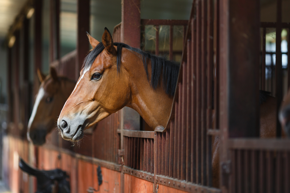 Board Horses In Your Own Stable, ways to make money with horses