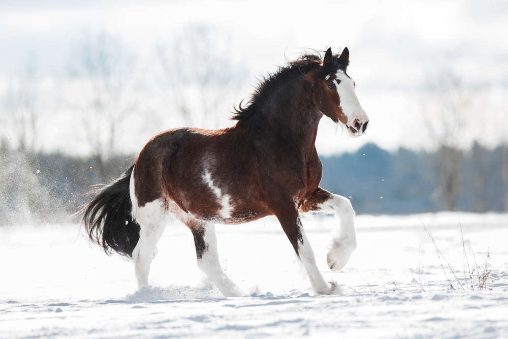 how much is a Clydesdale horse, Clydesdale horse price