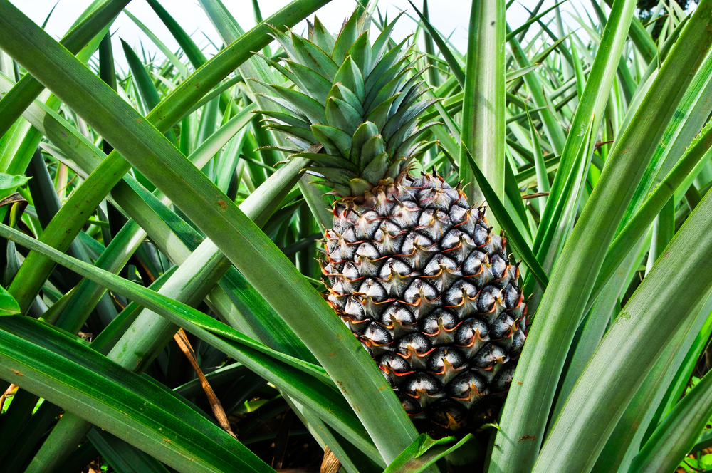 Cornwall Pineapple price