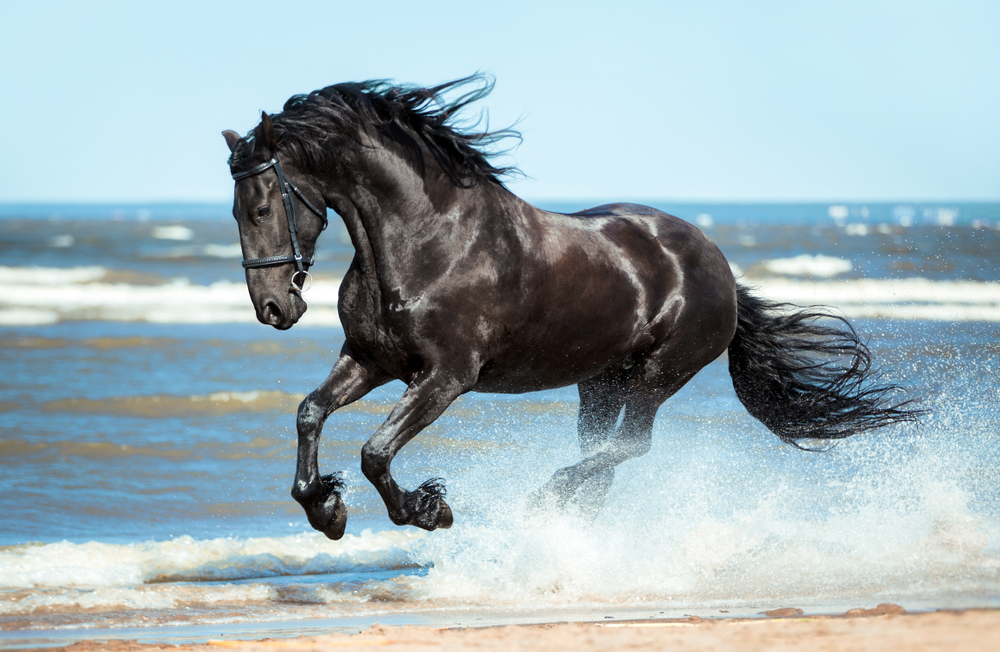 the most expensive horse breeds in the world