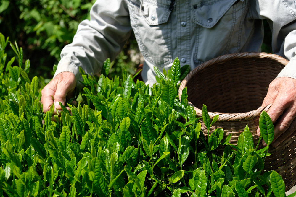 Expensive types of tea, Gyokuro