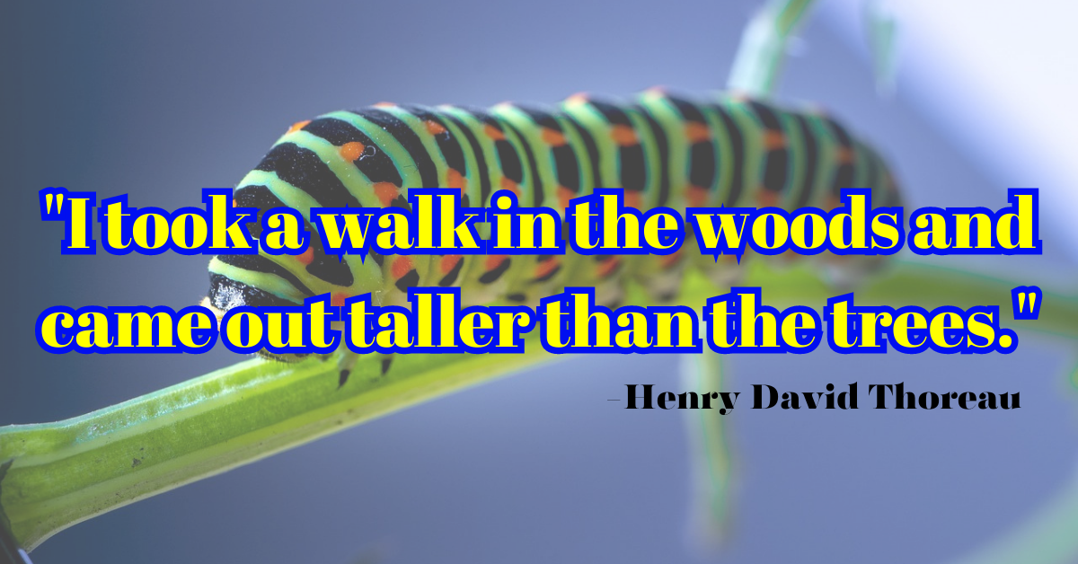 "I took a walk in the woods and came out taller than the trees."