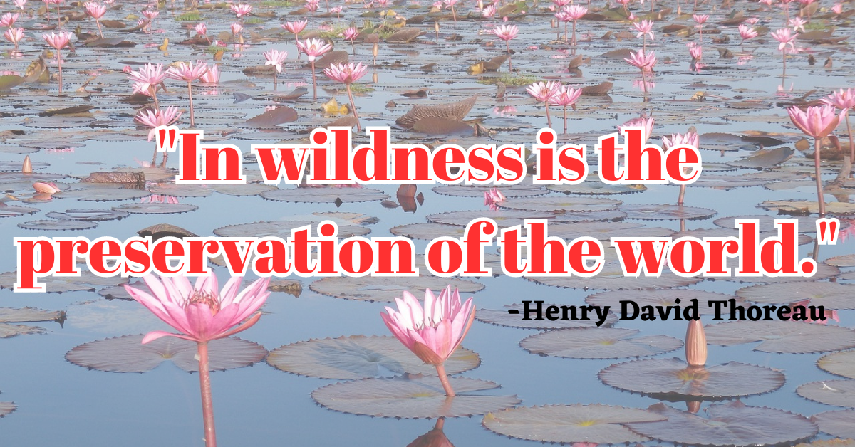 "In wildness is the preservation of the world."