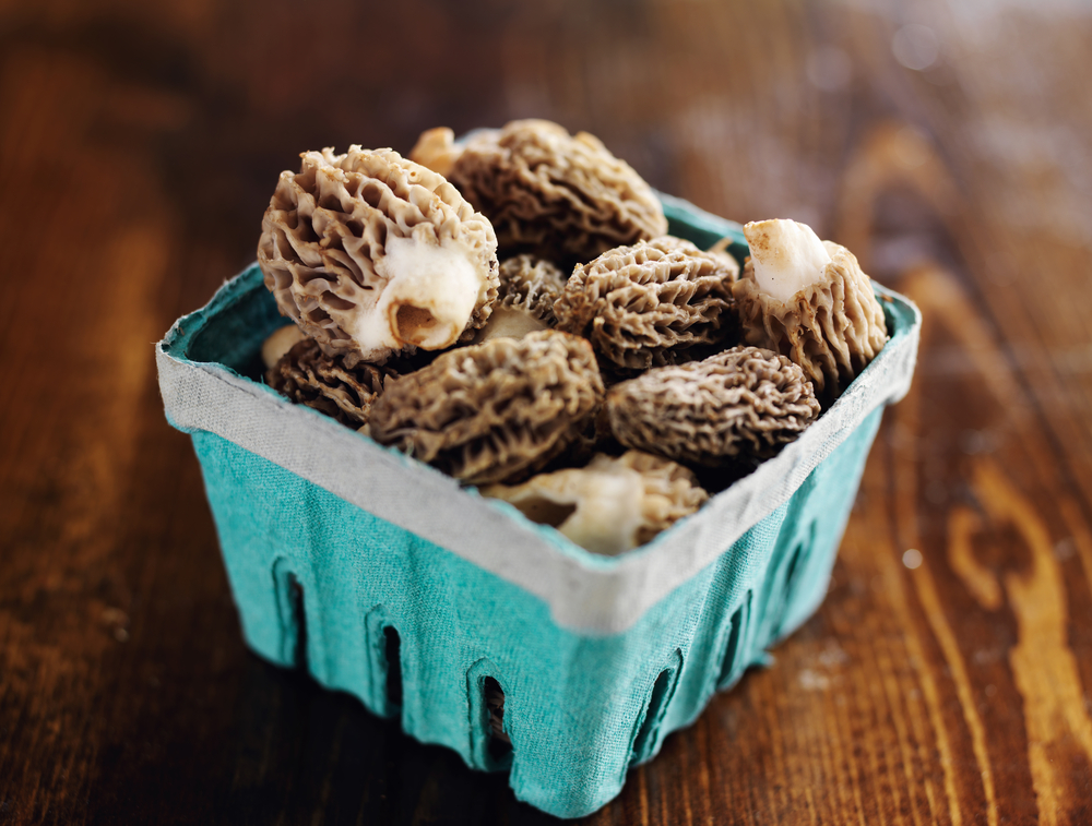 Morel mushroom price