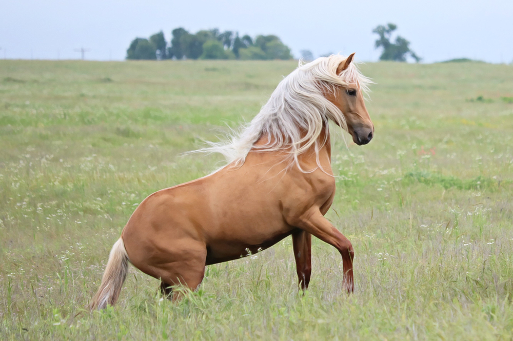 Morgan horse cost, how expensive is the morgan horse breed?