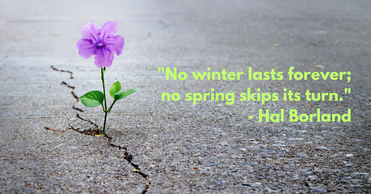 Purple flower growing on crack street, soft focus, blank text