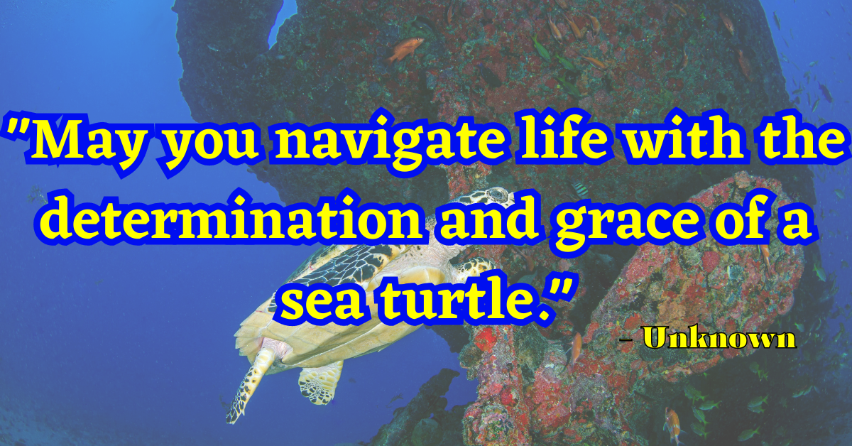 "May you navigate life with the determination and grace of a sea turtle." - Unknown