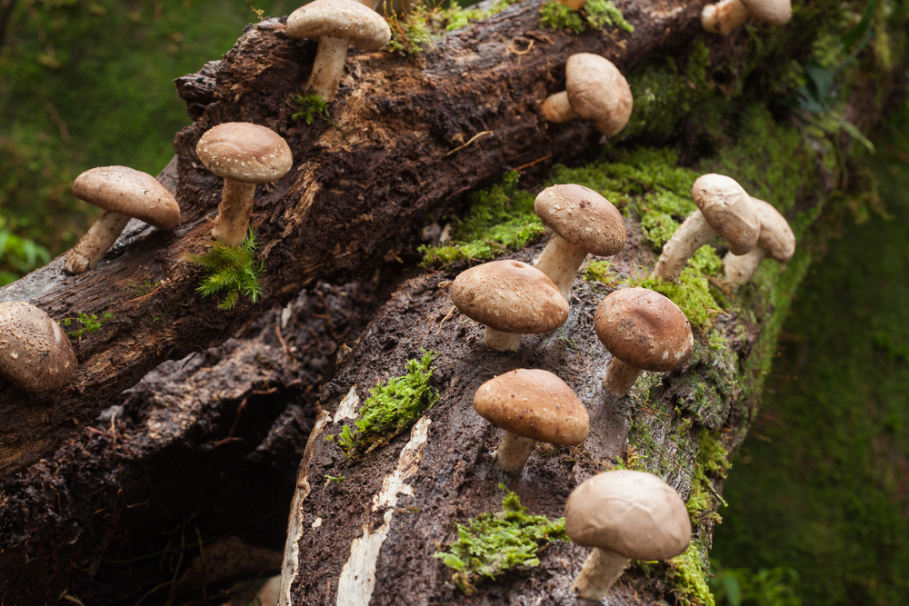 how to make money growing shiitake mushrooms