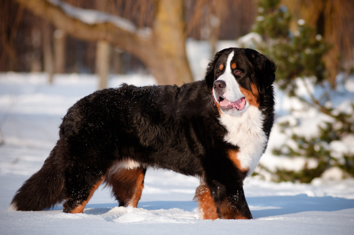 Bernse Mountain Dog in snow