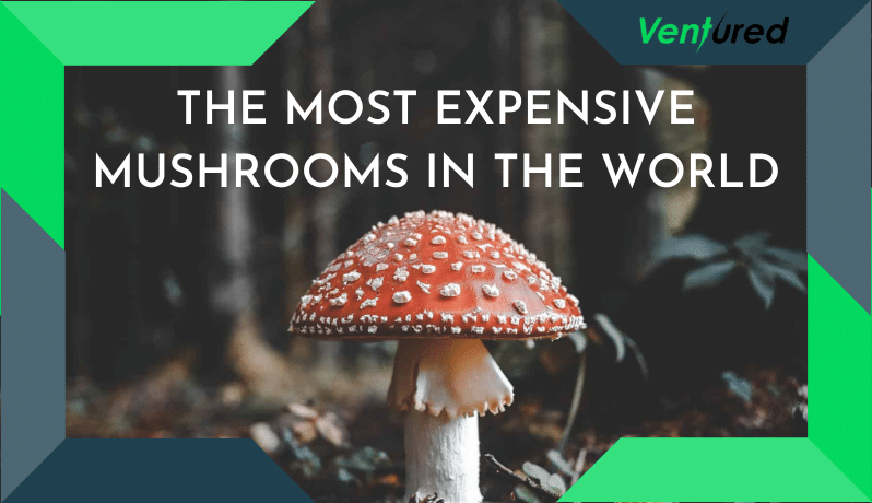 most expensive mushrooms in the world title card