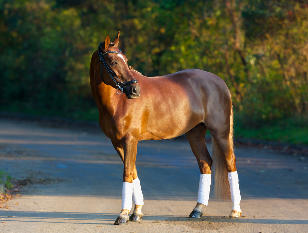 most expensive horse breed, expensive horse breeds