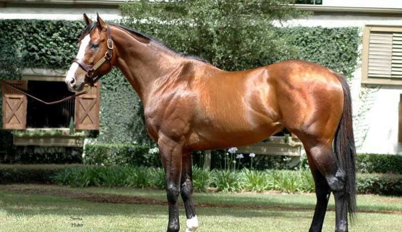 the green monkey, a horse that holds the record for most expensive thoroughbred sold at an auction for $16 million