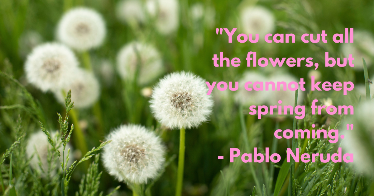 Dandelions in field. Plant in spring. Details of summer nature. Dandelion with fluff.