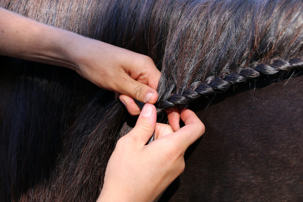 horse braiding business