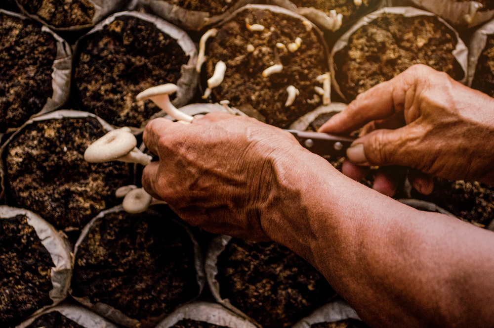 how to grow mushrooms for profit