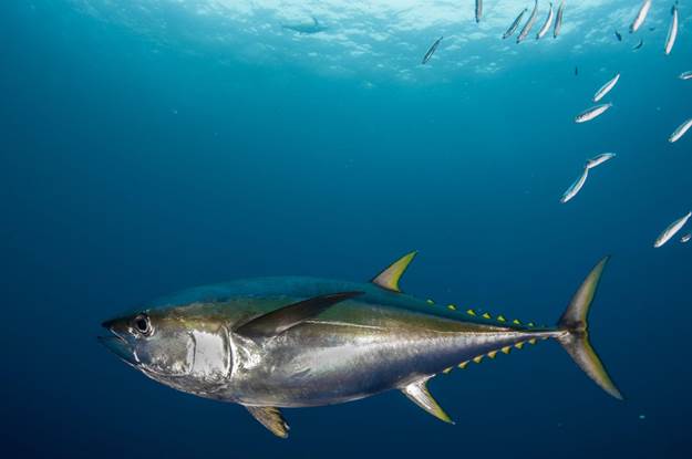 Yellowfin Tuna 