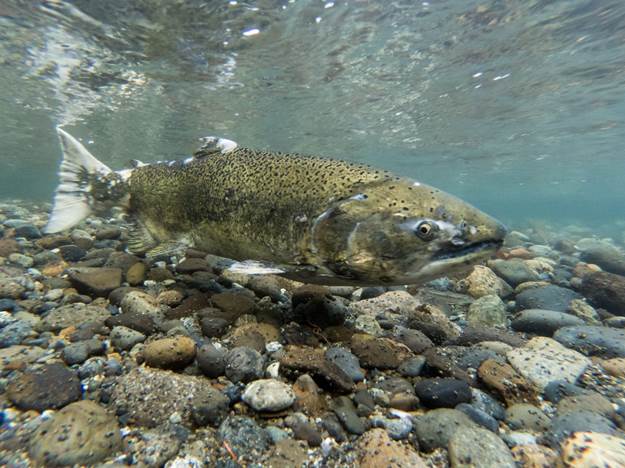 Chinook Salmon