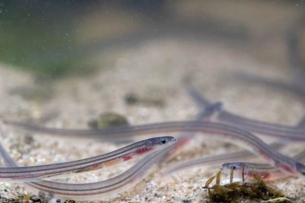 Glass Eel