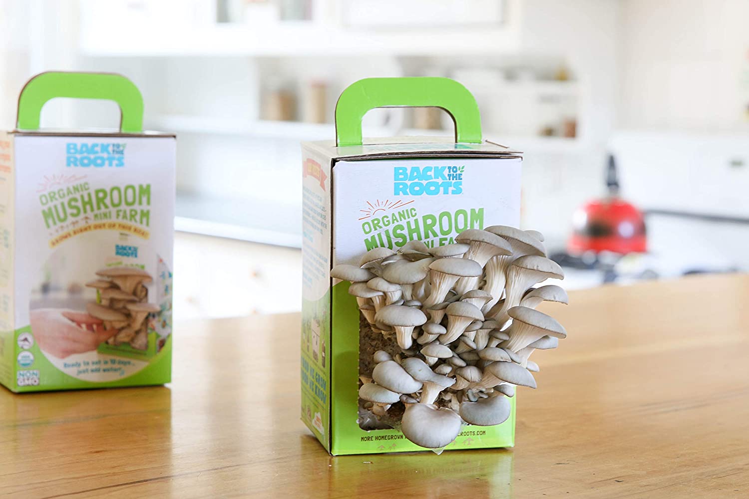 mushroom growing kit