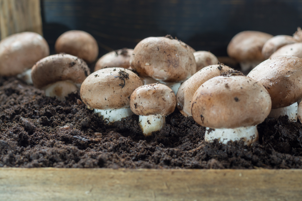 best climate for growing mushrooms