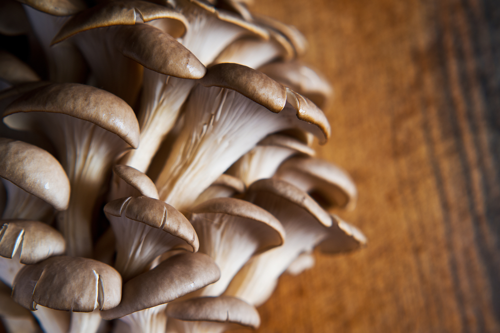 growing oyster mushrooms for profit