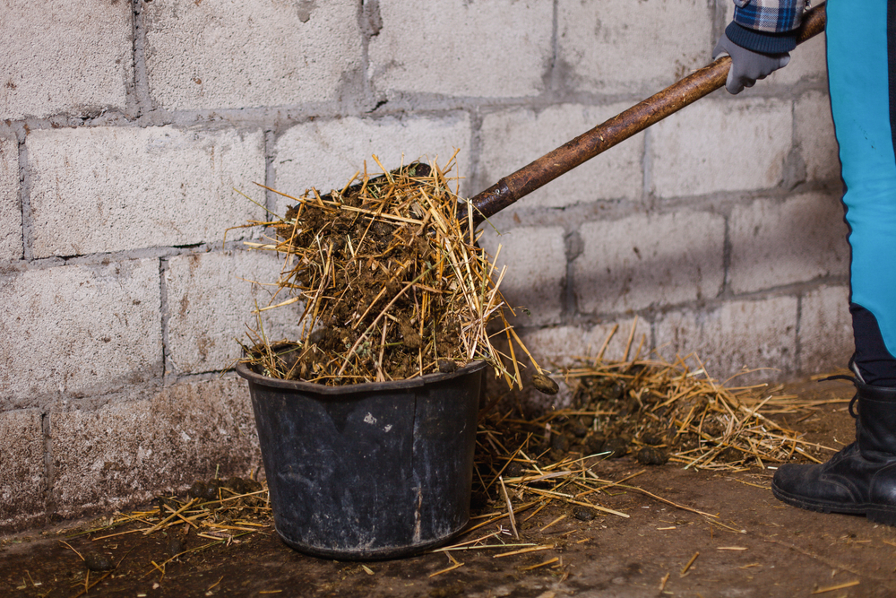 Horse manure removal business