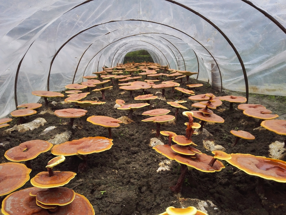 commercial mushroom farming trends