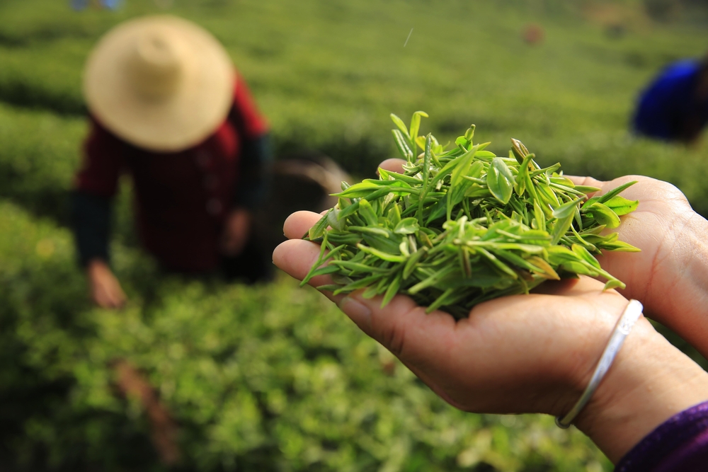 farming tea