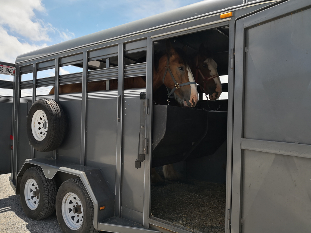 horse transport service