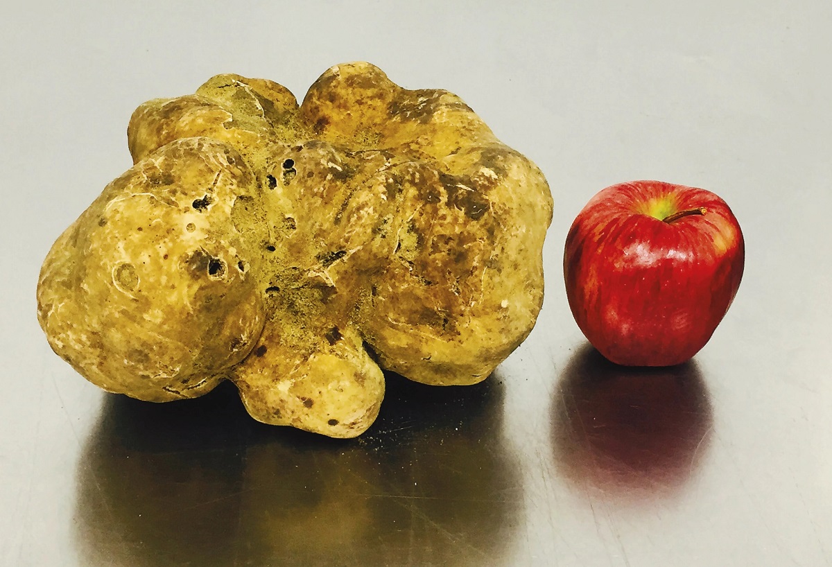 white albas truffle